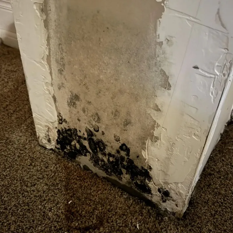 Professional Mold Removal in Roseville, CA